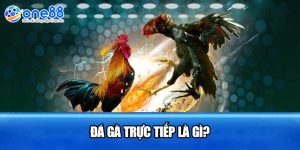 Đá gà trực tiếp là gì?